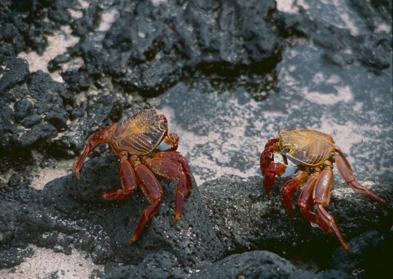 UTOCHTHONOUS CRABS