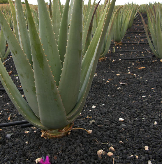 TISCAMANITA (Fuerteventura Island - Canarie)-Aloe Cultivation -EXPLORER MINIROBOTS-Courtesy Aloe Vera International-Tiscamanita